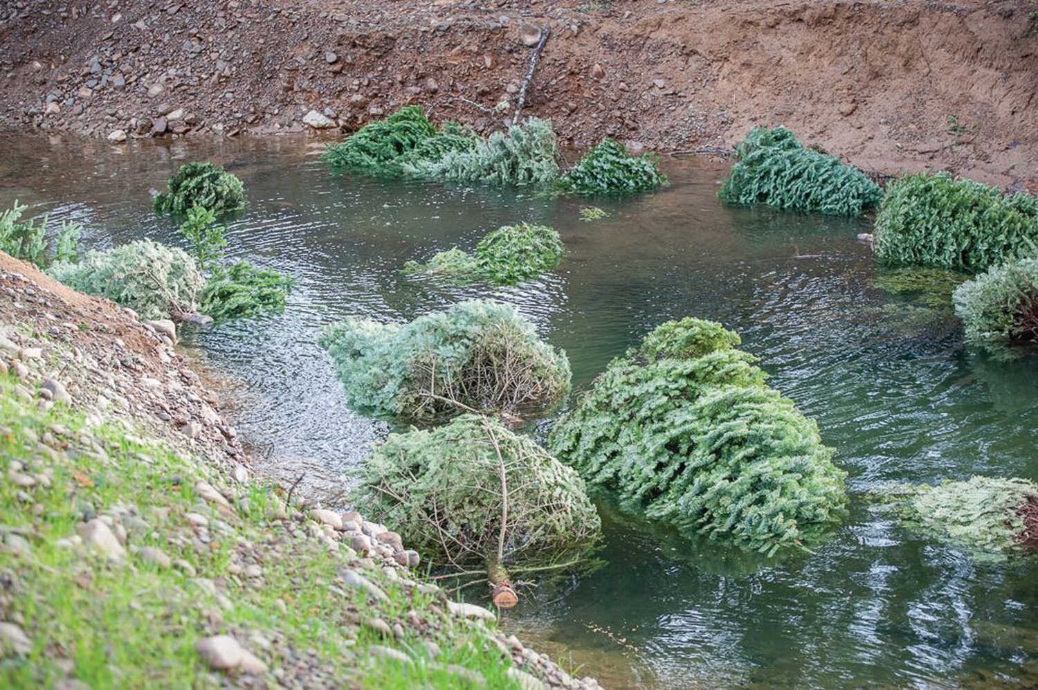 TREES FOR TROUT: Trout Unlimited and RI DEM team up to help control water flow in rivers and erosion through the strategic placement of Christmas trees. (Submitted photo)
